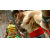 Tekken 6 Essentials PS3