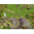 Exclusive Age Of Mythology Gold